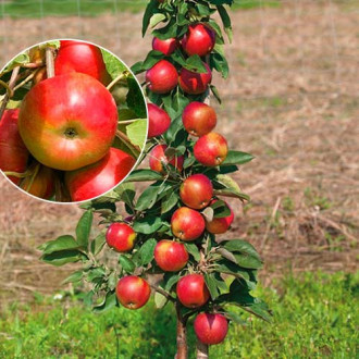 mini Apfel Delegrina®, C2 interface.image 12