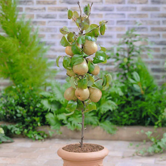mini Birne GardenPearl®, C2 interface.image 4
