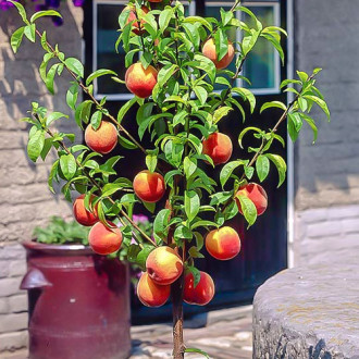 mini Pfirsich HoneyRed® interface.image 5