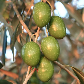 Olivenbaum (Olive) Chalkidikis, C2 interface.image 6