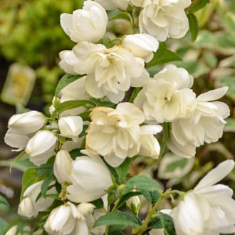 Philadelphus Snowbelle, С2 Bild 14 Philadelphus Snowbelle, С2 interface.image 14
