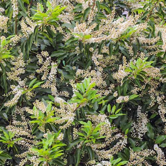 Prunus lusitanica Angustifolia, С2 Bild 17 Prunus lusitanica Angustifolia, С2 interface.image 17