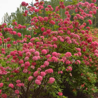 Rhododendron Homebush, С2 Bild 1 Rhododendron Homebush, С2 interface.image 1