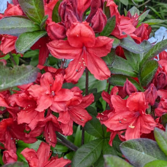 Rhododendron Nabucco, С2 Bild 2 Rhododendron Nabucco, С2 interface.image 2