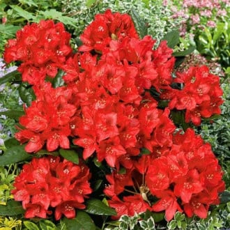 Rhododendron Red Jack interface.image 4