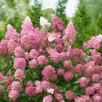 Rispenhortensie Pink Diamond, P9 interface.image 1