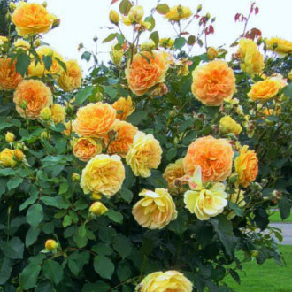 Rose Flower Power Gold interface.image 6