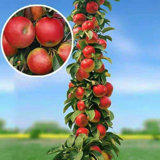 Säulenapfel Flamenco®, C2 interface.image 9