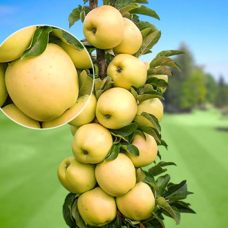 Säulenapfel StarGold®, C2 interface.image 11