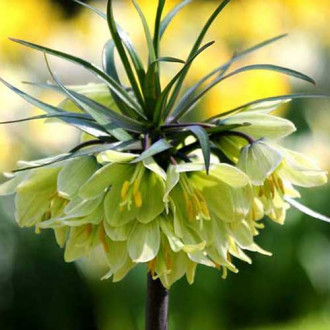 Schachbrettblume (Fritillaria) Raddeana interface.image 4