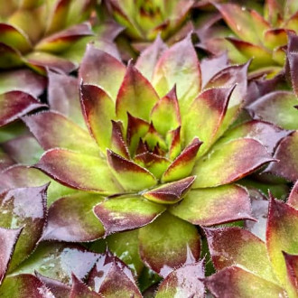 Sempervivum Cassiopea, С2 interface.image 2