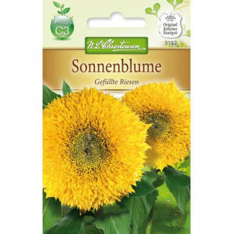 Sonnenblume Gefüllte Riesen interface.image 5