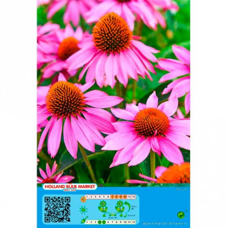 Sonnenhut Pink interface.image 3