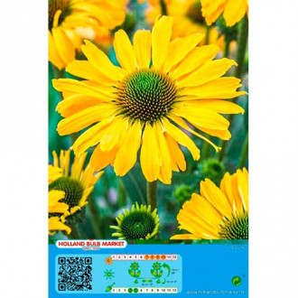 Sonnenhut Yellow interface.image 4