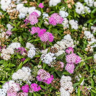 Spiraea japonica Genpei, С2 interface.image 3