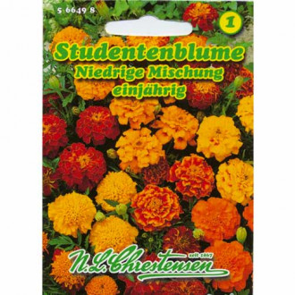 Studentenblume Niedrige Mischung Chrestensen  interface.image 6