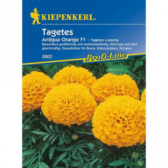 Tagetes Antigua Orange F1 interface.image 5