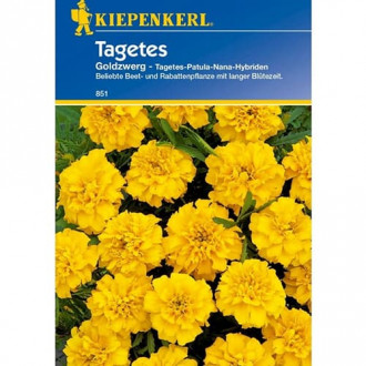 Tagetes Goldzwerg Bild 8 Tagetes Goldzwerg interface.image 8
