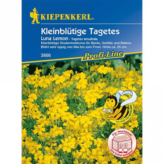 Tagetes Luna Lemon Bild 10 Tagetes Luna Lemon interface.image 10