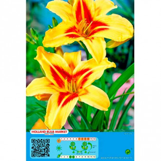 Taglilie Bonanza interface.image 1