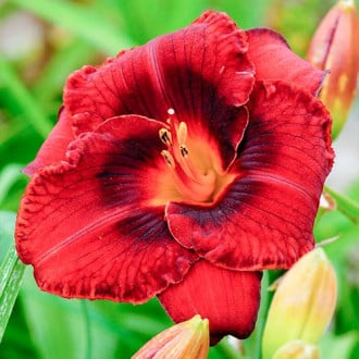 Taglilie (Hemerocallis) Dark red Bild 12 Taglilie (Hemerocallis) Dark red interface.image 12