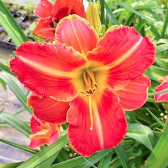 Taglilie (Hemerocallis) Orange interface.image 1