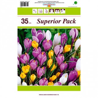 Tolles Angebot! Botanischer Krokus Farbmischung, Set von 35 Sorten interface.image 1