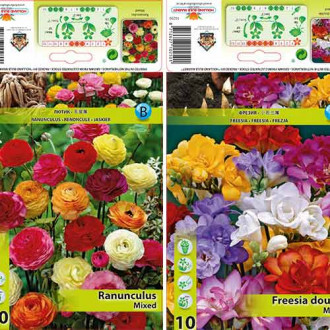 Tolles Angebot! Freesien, Butterblume Butterfly Beauty, Set von 2 Sorten interface.image 1