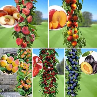 Tolles Angebot! Früchte des Sommers, Set mit 5 Setzlingen interface.image 2