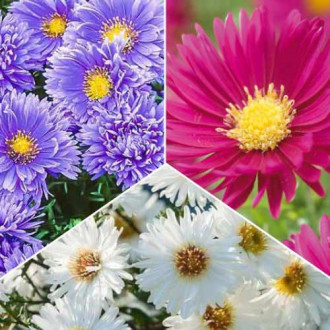 Tolles Angebot! Glattblatt Aster, Set von 3 Sorten interface.image 1