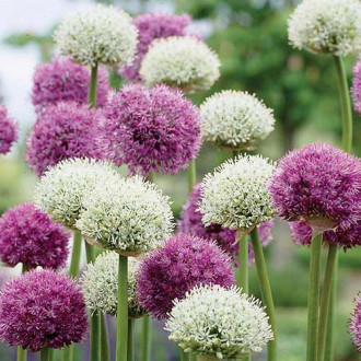 Tolles Angebot! Allium, Set von 2 Sorte interface.image 2
