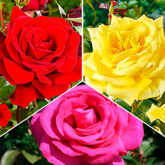 Tolles Angebot! Set großblütiger Rosen Tricolor, Setzlinge 3er Set interface.image 4