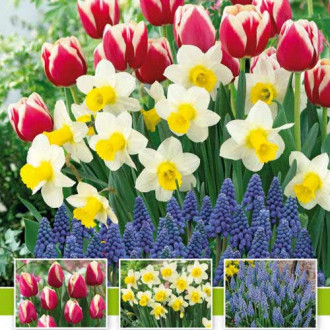 Tolles Angebot! Tulpe, Narzisse, Traubenhyazinthe, Set von 30 Knollen interface.image 2