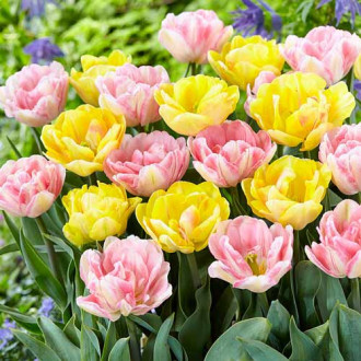 Tolles Angebot! Tulpe, Set von 2 Sorten interface.image 6