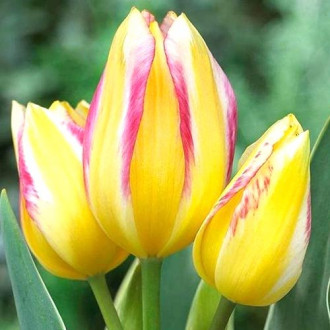 Tulpe Antoinette interface.image 6