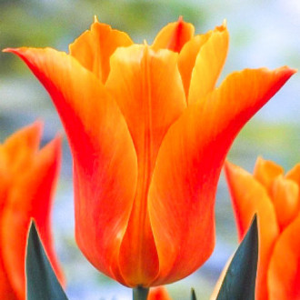 Tulpe Ballade Orange interface.image 6