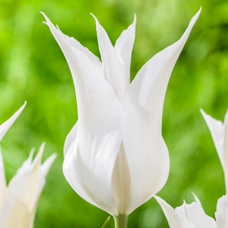 Tulpe Ballade White interface.image 1