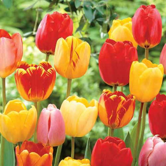 Tulpe Darwina Angels,farbmischung interface.image 2