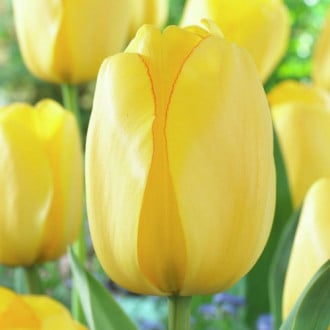 Tulpe Golden Parade interface.image 4