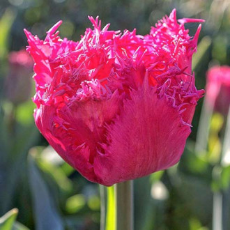 Tulpe Kingston interface.image 6