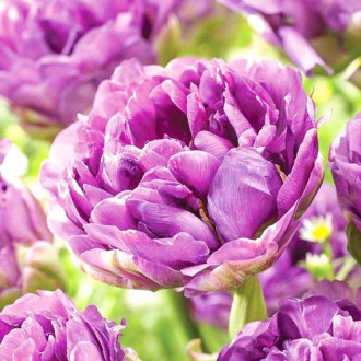 Tulpe Lilac Perfection interface.image 3