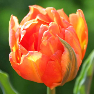 Tulpe Monte Orange interface.image 3