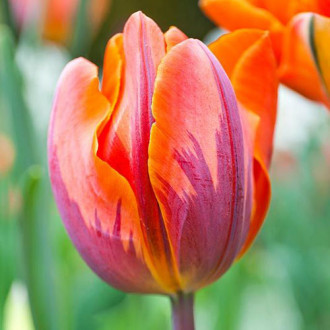 Tulpe Orange Princess interface.image 5