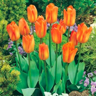 Tulpe Purissima Orange interface.image 5