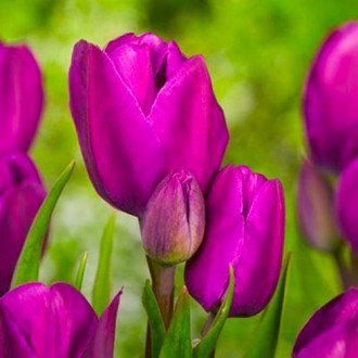 Tulpe Purple Bouquet interface.image 1