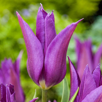 Tulpe Purple Dream interface.image 5