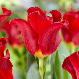 Tulpe Red Dress interface.image 4