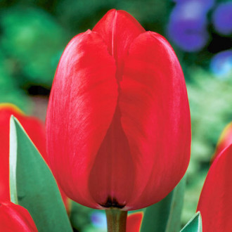 Tulpe Red Impression interface.image 2