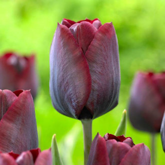 Tulpe Ronaldo interface.image 1