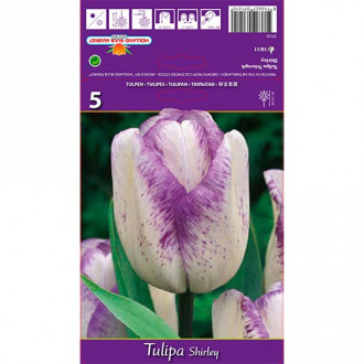 Tulpe Shirley interface.image 2